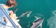 Motuara Island & Dolphin Watching Cruise - E-ko Tours image 10