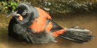 Motuara Island & Dolphin Watching Cruise - E-ko Tours image 9