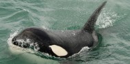 Motuara Island & Dolphin Watching Cruise - E-ko Tours image 5