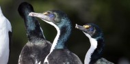 Motuara Island & Dolphin Watching Cruise - E-ko Tours image 11