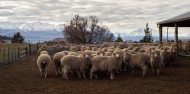 Mount Hay Farm Experience image 3