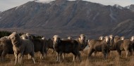Mount Hay Farm Experience image 5