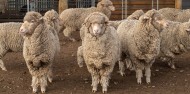 Mount Hay Farm Experience image 1