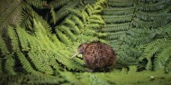 Wildlife Park - National Kiwi Hatchery image 2
