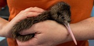 Wildlife Park - National Kiwi Hatchery image 1