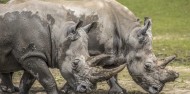 Wildlife Park - Orana Wildlife Park & Open Range Zoo image 4