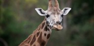 Wildlife Park - Orana Wildlife Park & Open Range Zoo image 5