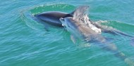 Pelorus Mail Boat Cruise image 4