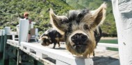 Pelorus Mail Boat Cruise image 2