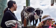 Pelorus Mail Boat Cruise image 9