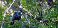 Guided Walks - Private Routeburn Day Walk image 5