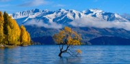 Queenstown to Franz Josef via Wanaka Day Tour - One Way image 2