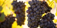 Wine Tours - Queenstown Wine & Food Tour image 8
