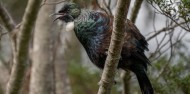 Milford Track Day Walk - RealNZ image 3