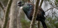 Milford Track Day Walk - RealNZ image 3