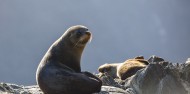 Milford Sound Overnight Cruise - Mariner image 3