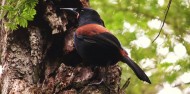 Ulva Island Guided Walk – Rakiura Charters and Water Taxi image 3