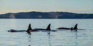 Kayaking - Rangitoto Island Day Tour image 4