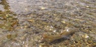 Guided Fishing - River Talk Guiding image 3
