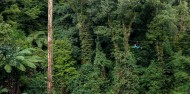 Ziplining - Original Canopy Tour image 6