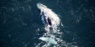 Whale Watching & Scenic Flights - South Pacific Helicopters image 3