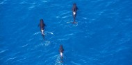 Ziplining & Whale Watching Heli Combo image 4