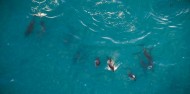 Whale Watching & Scenic Flights - South Pacific Helicopters image 7