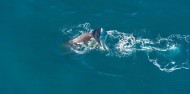 Whale Watching & Scenic Flights - South Pacific Helicopters image 1