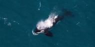 Whale Watching & Scenic Flights - South Pacific Helicopters image 5