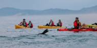 Kayaking - Seal Kayak Kaikoura image 3