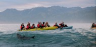 Kayaking - Seal Kayak Kaikoura image 8