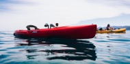 Kayaking - Seal Kayak Kaikoura image 6