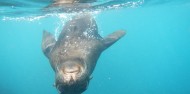 Seal Swim image 4