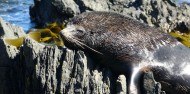 Seal Coast Safari image 4