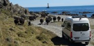 Seal Coast Safari image 2