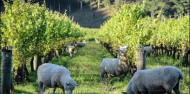 Wine Tours - Hawkes Bay Wine Experience image 5