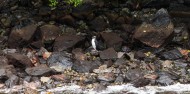 Small Group Milford Sound Coach Cruise Heli image 8