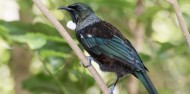 Ferry - Tiritiri Matangi Island image 3