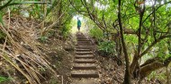 Piha Paradise Sightseeing Tour – Trippy image 5
