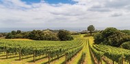 Waiheke Island Wine & Dine Tour image 9