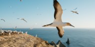 Bird Watching - Cape Kidnappers Gannet Safaris image 8