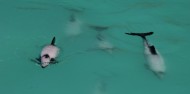 Whale Watch image 5