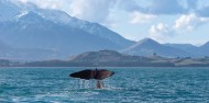Whale Watch image 2