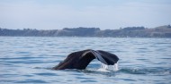 Whale Watch image 7