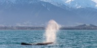 Whale Watch image 8