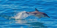 Whale, Dolphin & Island Cruise image 5