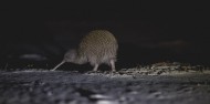 Guided Walk - Wild Kiwi Encounter image 1