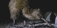 Guided Walk - Wild Kiwi Encounter image 4