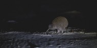 Guided Walk - Wild Kiwi Encounter image 8