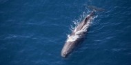Wings Over Whales- Whale Watching Flights image 2